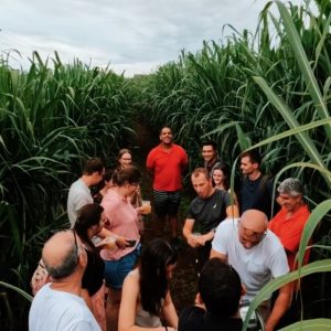Sugar Cane Plantation Visit